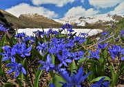 84 Bellissimi fiori di Scilla bifolia sul bel dosso panoramico fiorito salito anche la mattina 